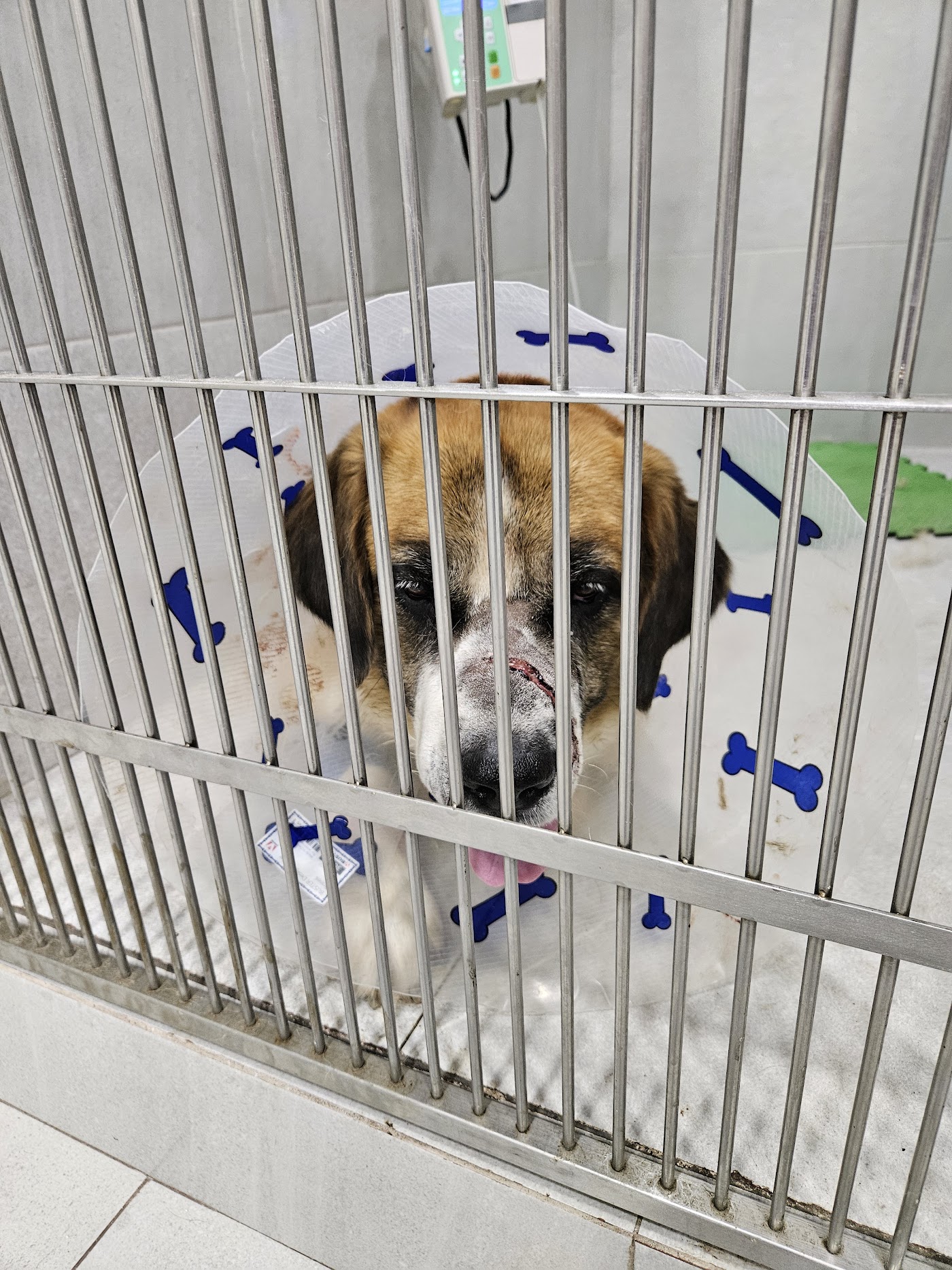 LOMONT | All for Dogs en Plaza La Rioja, Monterrey